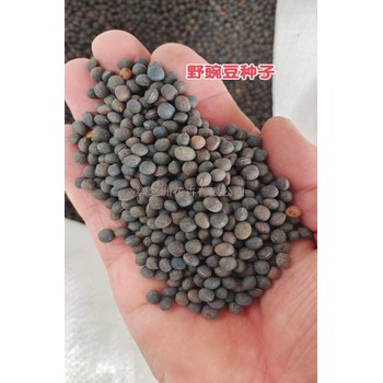 綠肥野豌豆種子幾月份種植