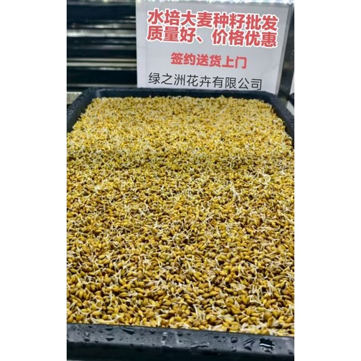 水培大麥種子產(chǎn)地簽約發(fā)貨