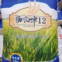 秋季種植耐寒大麥種子全網(wǎng)批發(fā)綠之洲花卉供應(yīng)