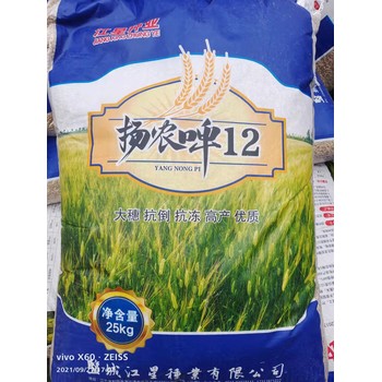 西引二號(hào)六棱大麥種子全國售賣我處批發(fā)