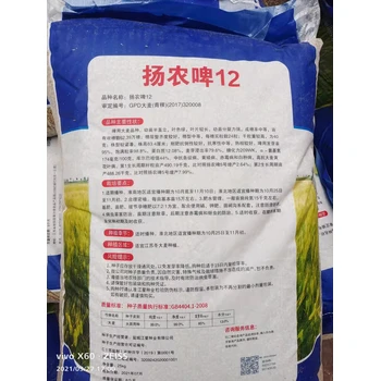 大麥種子純凈度98綠之洲花卉發(fā)貨