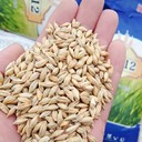 西引二號六棱大麥種子標準以上我處發(fā)貨