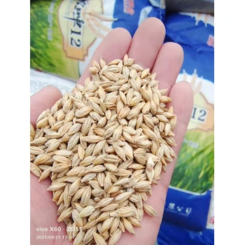 大麥種子純凈度98綠之洲花卉發(fā)貨