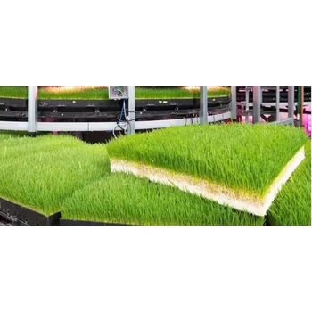 大麥種子純凈度98綠之洲花卉發(fā)貨