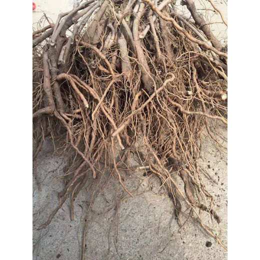 供應(yīng)爬山虎苗子冷季可以種植