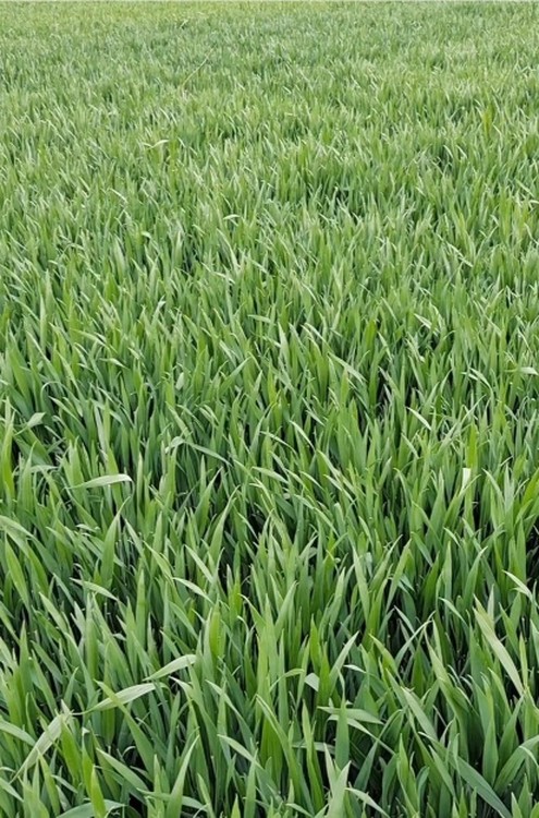 98833800-0.jpg@750w_750h_90Q