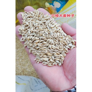 西引二號六棱大麥種子發(fā)芽率很高我了解