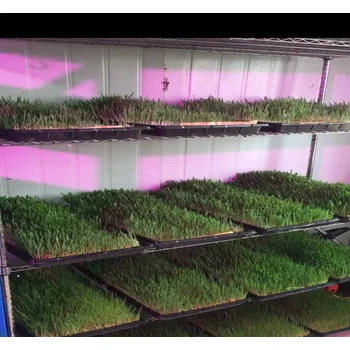 25年篩選的大麥籽純凈度98我處批發(fā)