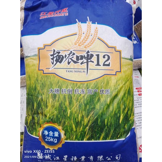 產(chǎn)量高的大田用種大麥種子畝產(chǎn)量高我處批發(fā)
