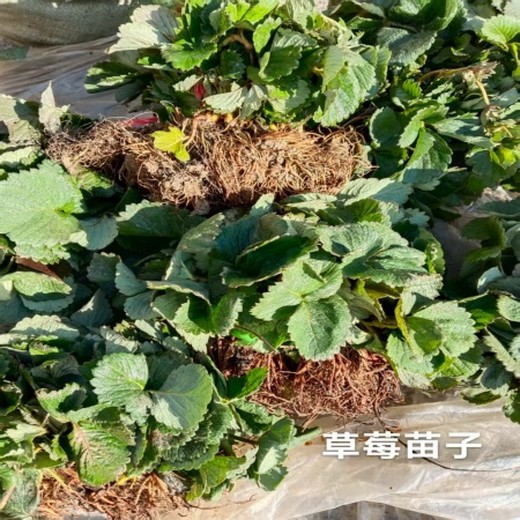 供應(yīng)草莓苗子價(jià)格便宜質(zhì)量高成活率高