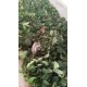 草莓苗1