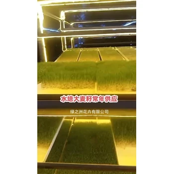 湖南水培大麥種籽蛋白含量高用途廣泛