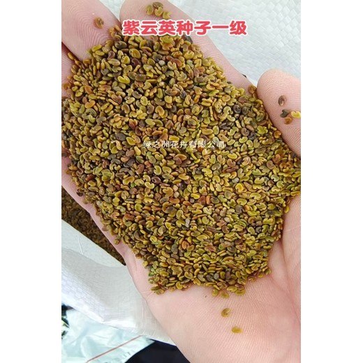 給你介紹一下紫云英種植用途