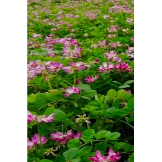 紫云英種子種子供應(yīng)價格批發(fā)