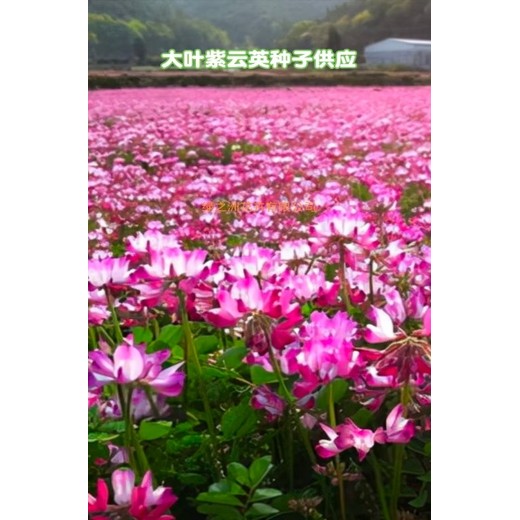 紫云英綠肥種子批發(fā)價格便宜發(fā)芽率高