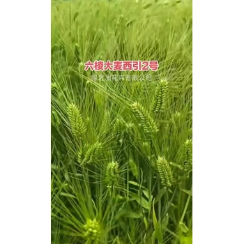 湖南水培大麥種籽蛋白含量高用途廣泛