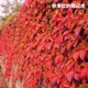 爬山虎秋季紅葉