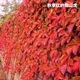爬山虎秋季紅葉