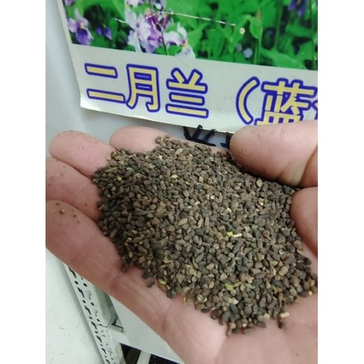 告訴你二月藍種子種植時間方法