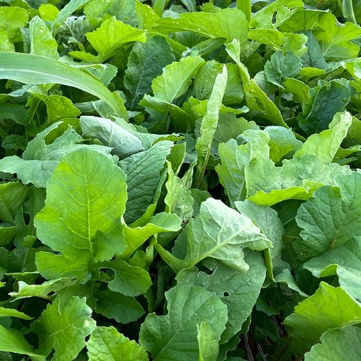 肥田蘿卜種子價位肥田蘿卜種子批發(fā)