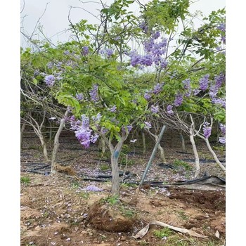 紫藤種子苗子的生長習(xí)性簡介