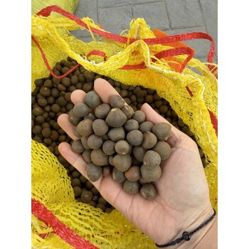 新鮮的茶樹種子大量批發(fā)