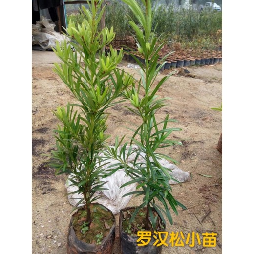 羅漢松種子價位新鮮羅漢松種子批發(fā)供應