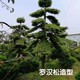 羅漢松造型