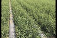 安徽宣城葡萄園1米寬打孔除草地布