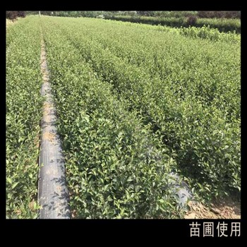 藥材pp防草布茶園pe除草布果園70g防草布。寧波廠家。