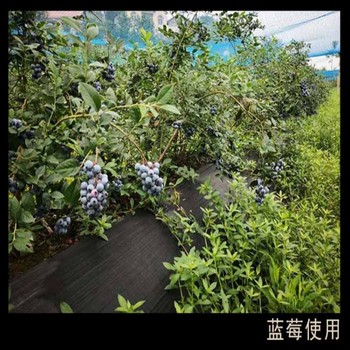 四川育苗型除草布,除草膜茶园