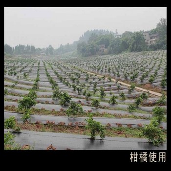 天津市70克pe园艺地布遮草编织膜真能防草吗