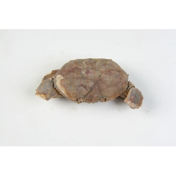 遼寧高古玉哪里免費(fèi)鑒定收購—私下當(dāng)天收購隕石