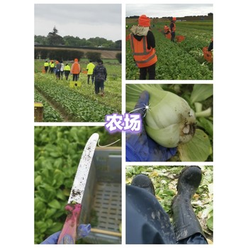 天津?qū)幒泳惩鈩趧?wù)派遣哪個國家掙錢多
