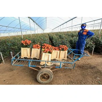 河北廊坊安次區(qū)海外輸出一年能掙多少錢