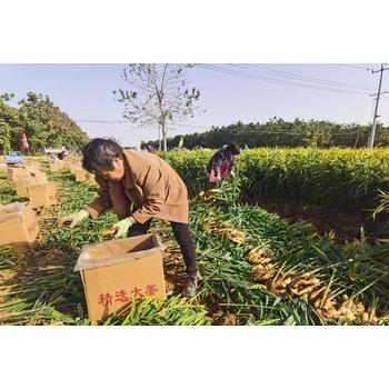 河南三門峽靈寶海外工作哪家好