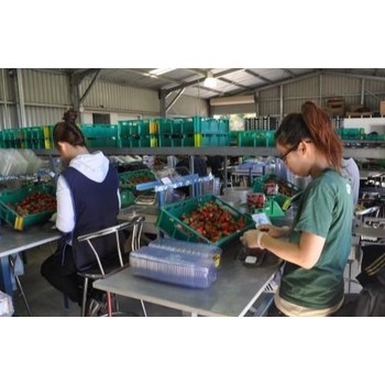 河北保定南市區(qū)海外打工一年能掙多少錢