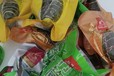 承接全國單位團購企業定制LOGO粽子禮盒