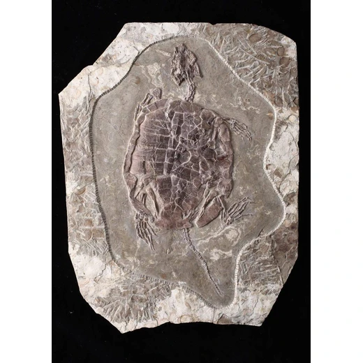 阿拉善盟2025上門收購元代瓷器—瓷器現(xiàn)金收購電話