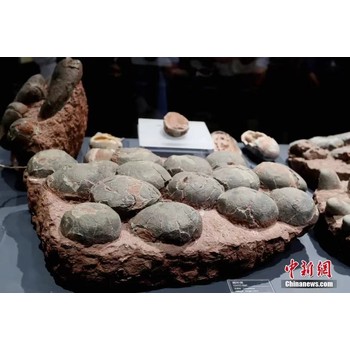 福州恐龍蛋化石鑒定交易估價(jià)機(jī)構(gòu)