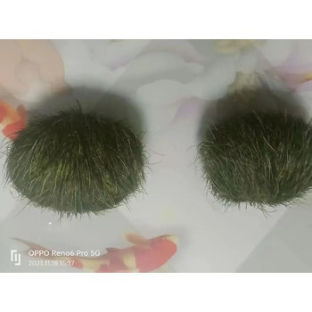 莆田豬寶豬砂鑒定交易回收