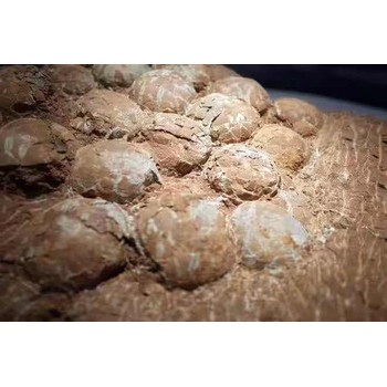 漳州恐龍蛋化石鑒定交易中心