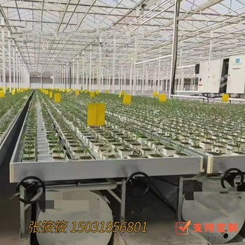 荷蘭模式直用通風式潮汐苗床為黃瓜苗生長
