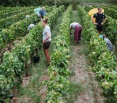 廣東招園林綠化工人月薪2萬左右包吃住正規(guī)合法周期短