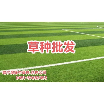 哈爾濱草種.花種批發(fā)_早熟禾種子.紫羊毛種子