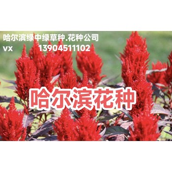 哈爾濱花種批發(fā)銷售__北方花種的選擇與種植