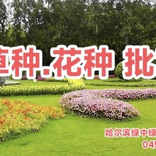 草種.花種批發(fā)銷售__特殊綠化種子的發(fā)芽處理圖片