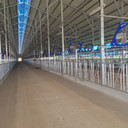 自鎖式牛頸枷牛頸枷配件奶牛場頸夾牛頸枷抱卡箍牛頸夾廠家