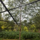 歐洲白樺種植基地15公分河樺多少錢