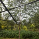 歐洲白樺種植基地15公分河樺多少錢